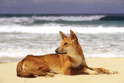 Australien Golfreisen und Golfurlaub